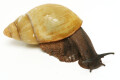 Archachatina marginata candefacta Cameroon adult